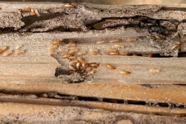 Best Commercial Pest Control Services  in Center, CO